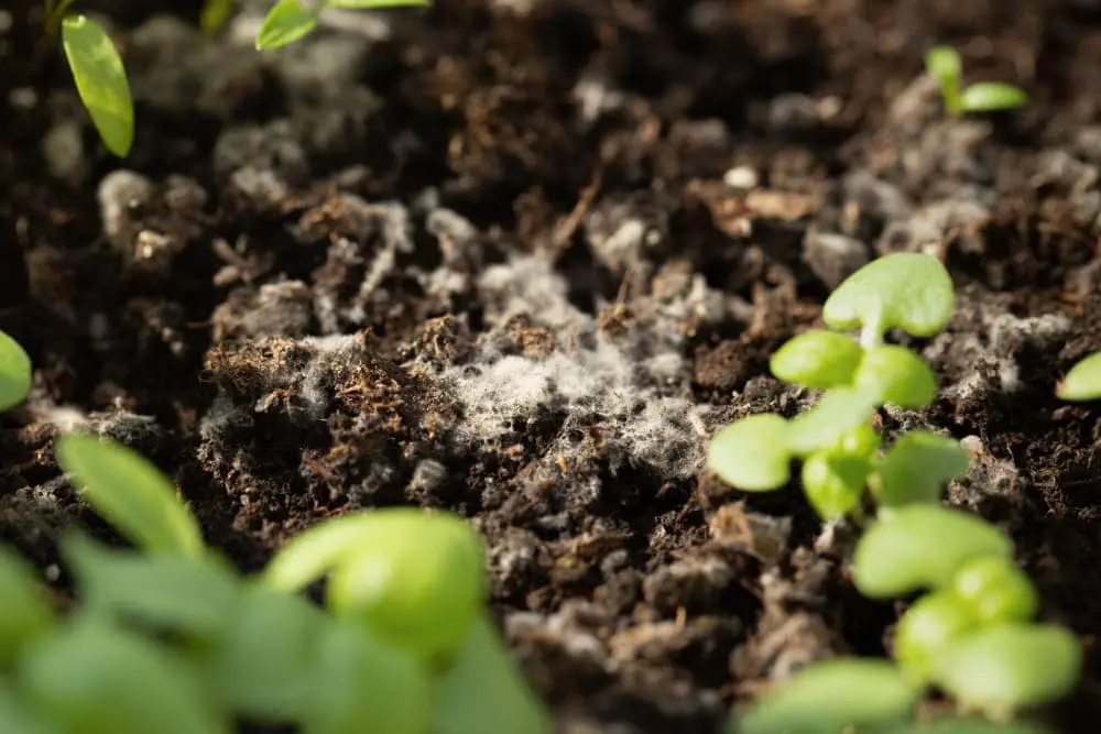 mold seedling