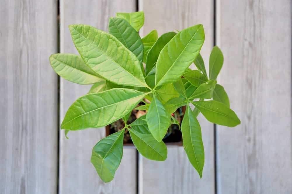 money tree top money tree top