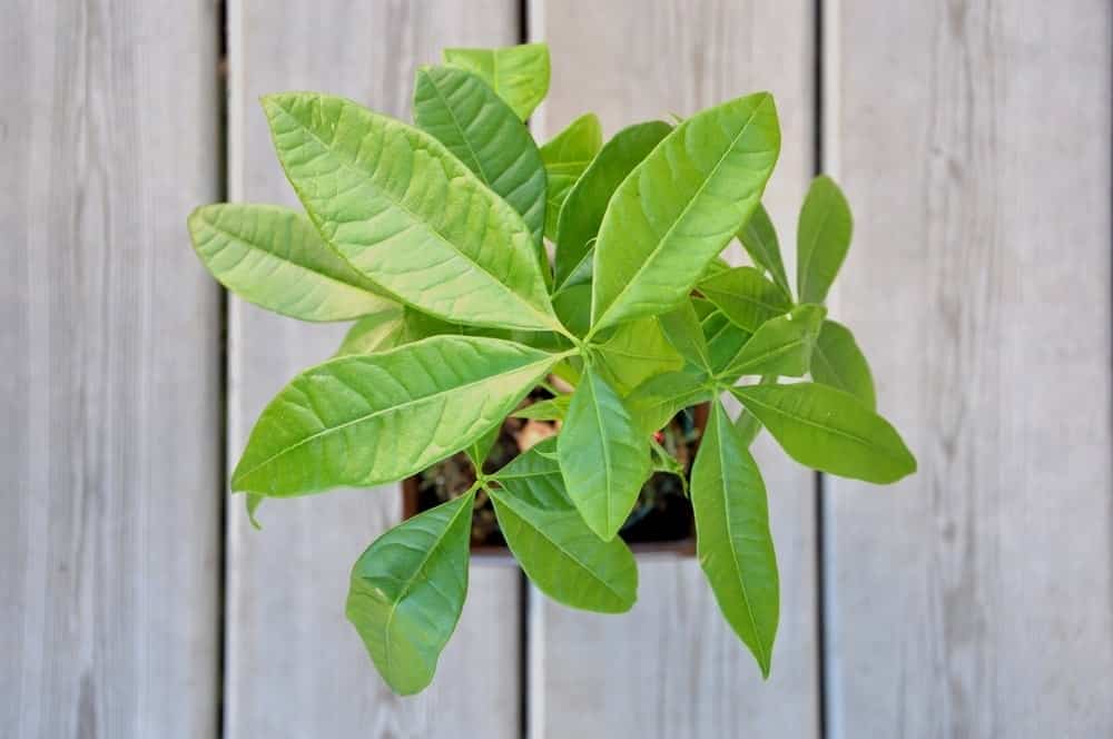 Yellow Money Tree Leaves Reasons Treatments Hobby Plants