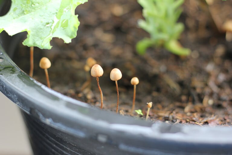 mushroom plant soil