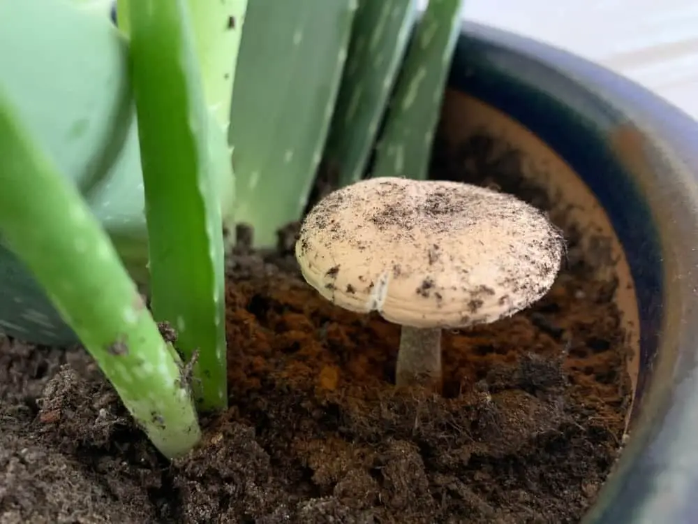 Mushroom & Fungi Growing in Houseplants Soil - What to Do?