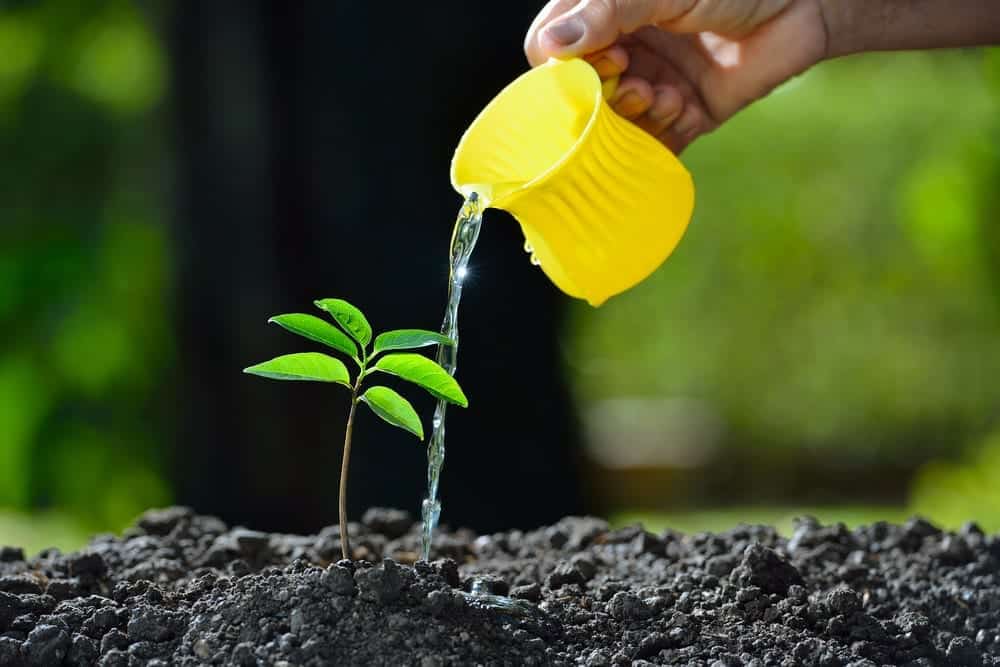 overwatering plants