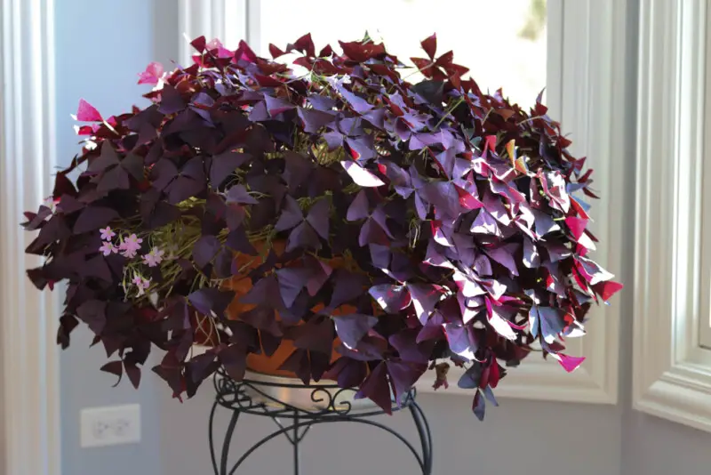 Oxalis Plant Care & Growing Guide