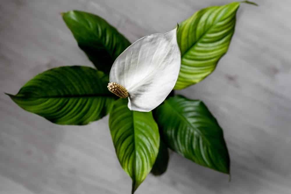 peace lilly peace lilly