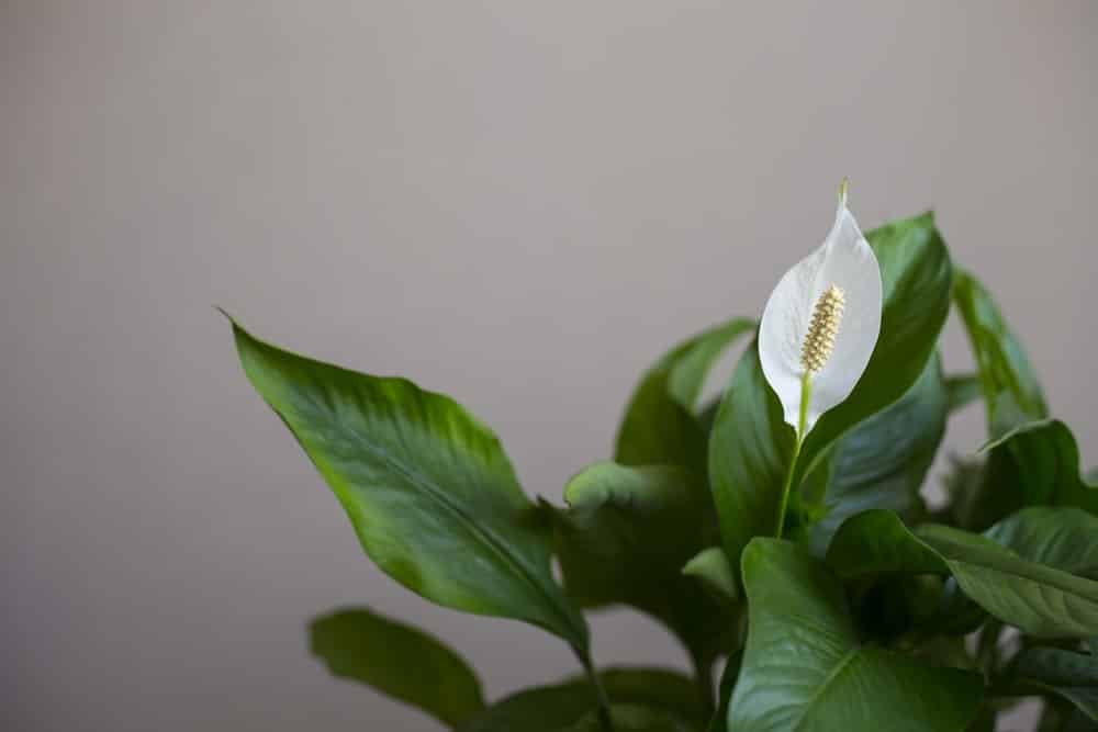 peace lily 2