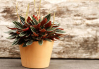 Peperomia Plant Care and Growing Guide