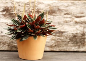 Peperomia: Plant Care and Growing Guide