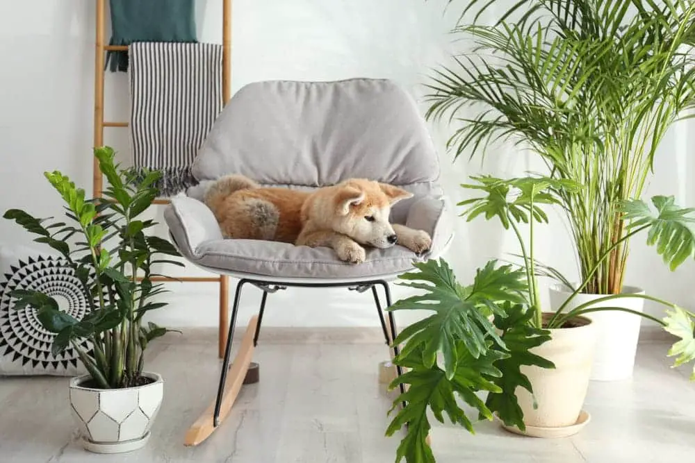 pet friendly houseplants