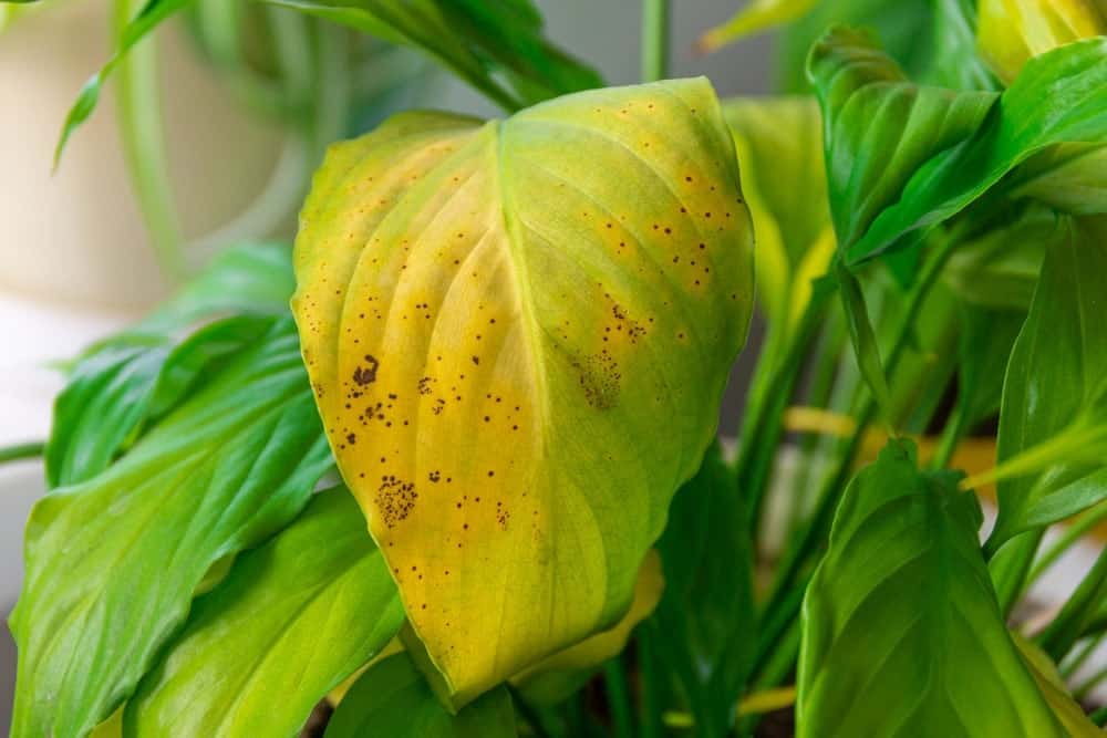 plant yellow leaf 1