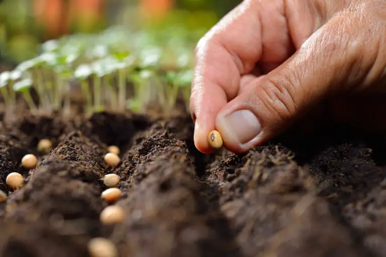 planting seeds