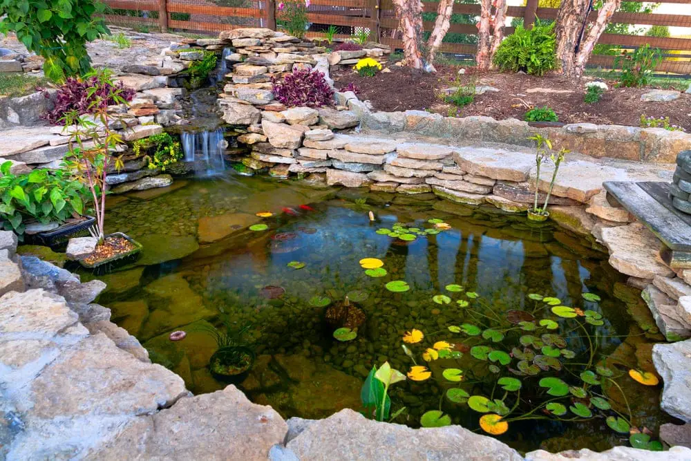 pond water pond water