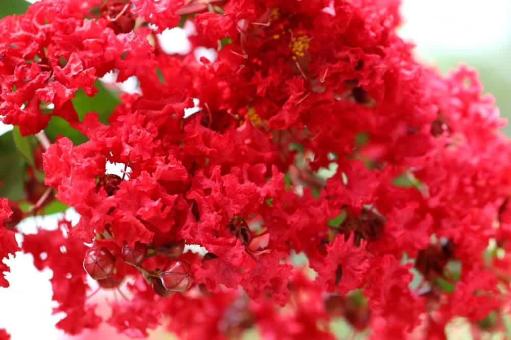 red crepe myrtles