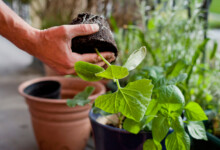 How to pot or Repot Your Houseplants