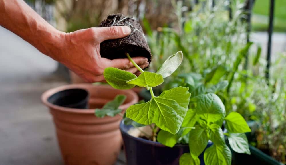 repotting plant