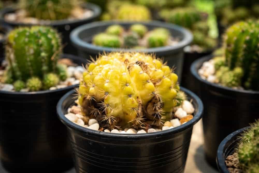 rotten cactus