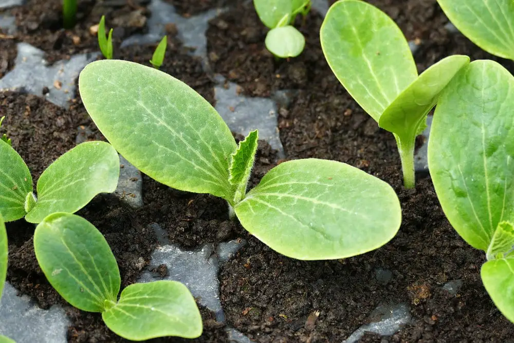seedling seedling