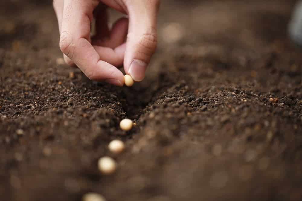 seeds seeds