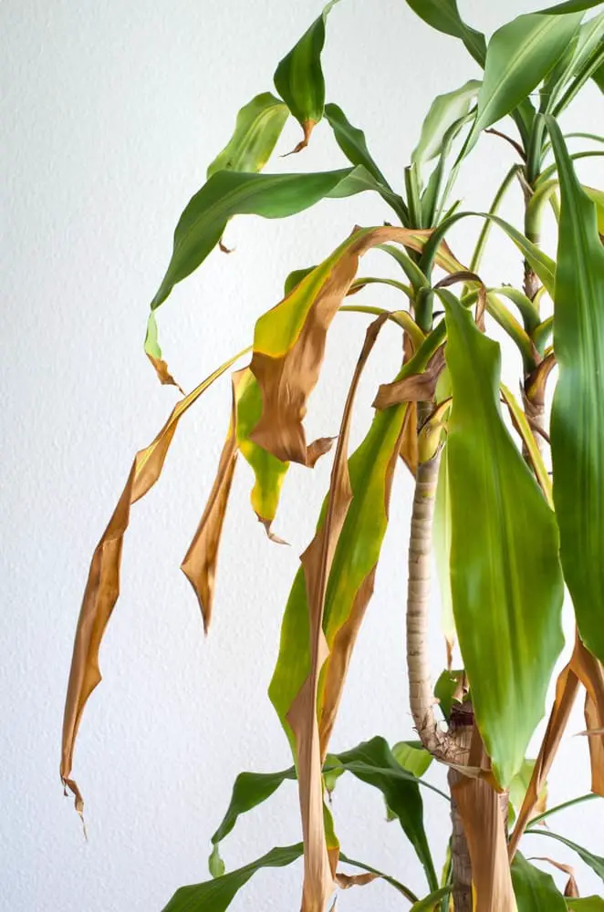 sick Dracaena sick Dracaena