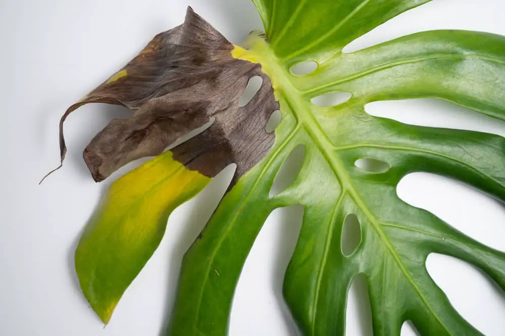 Monstera hojas marrones