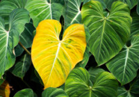 Yellow Philodendron Leaves - Reasons & Treatments