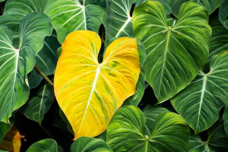 Yellow Philodendron Leaves Reasons & Treatments