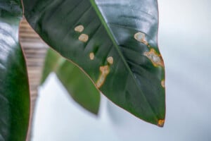 sick houseplant disease