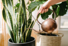 How to Water & Feed Houseplants