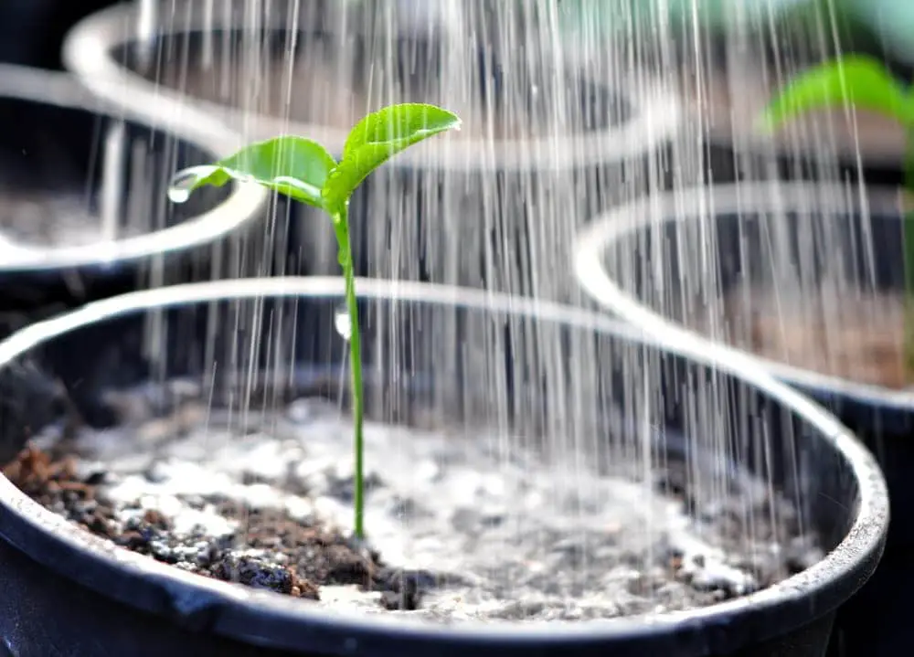 watering seedling