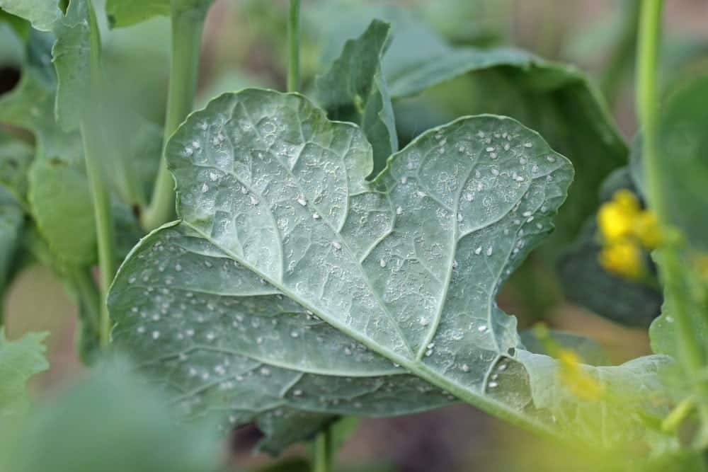 whiteflies plants