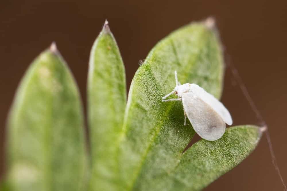 whitefly plant whitefly plant