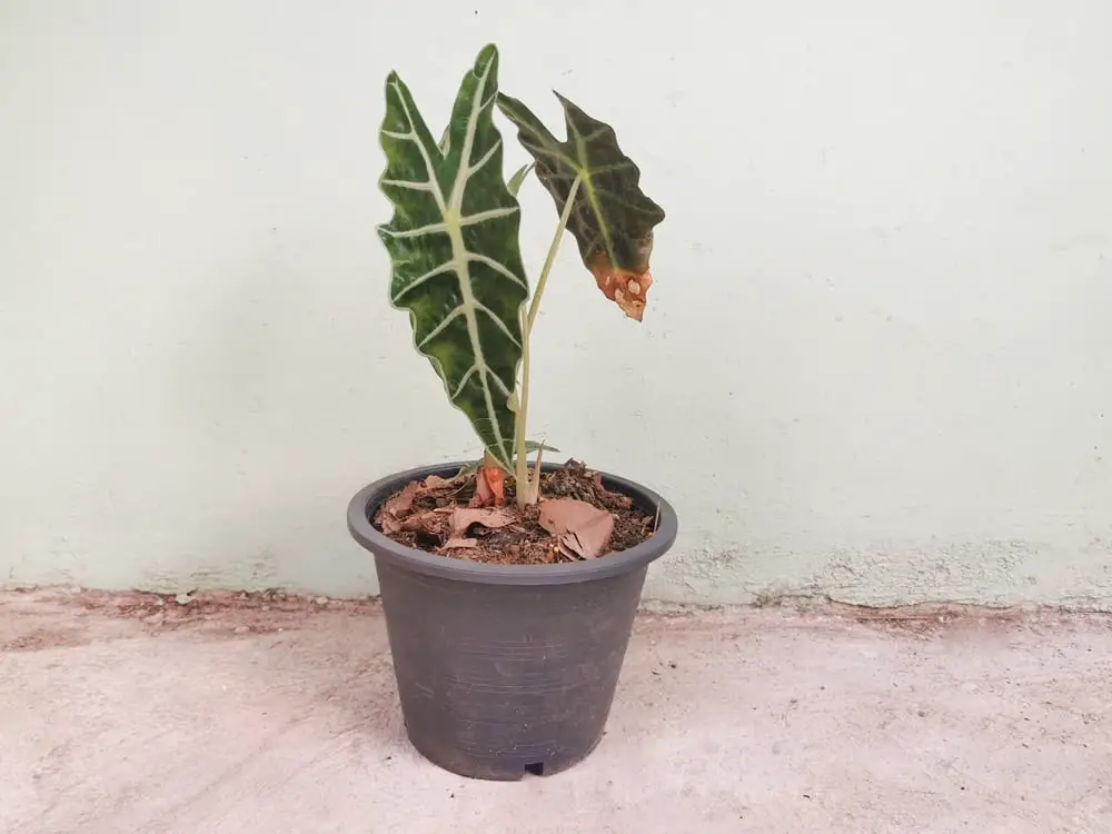 yellow Alocasia Polly leaves