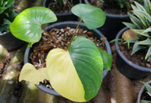 Yellow Homalomena Leaves - Reasons & Treatments