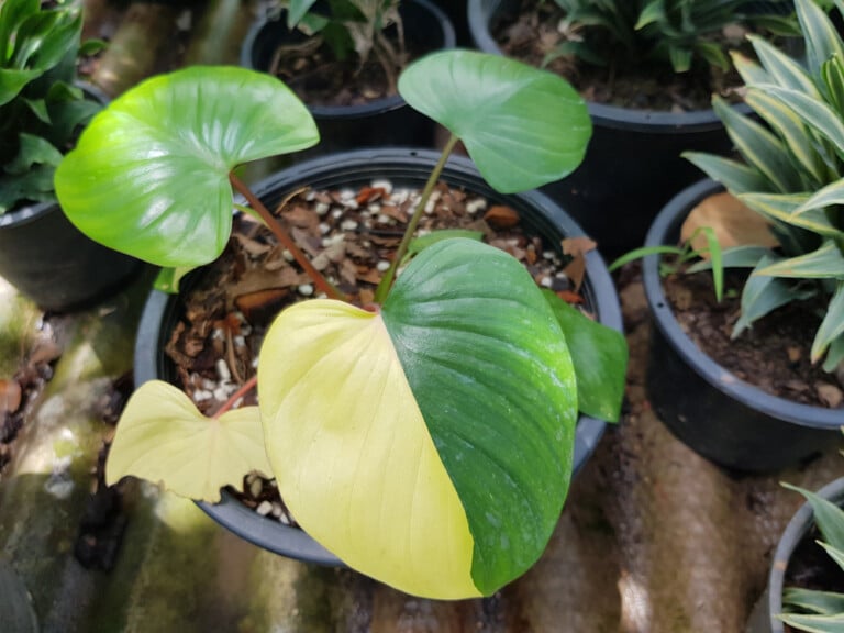 yellow Homalomena leaves