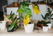 Yellow Monstera Leaves - Reasons & Treatments