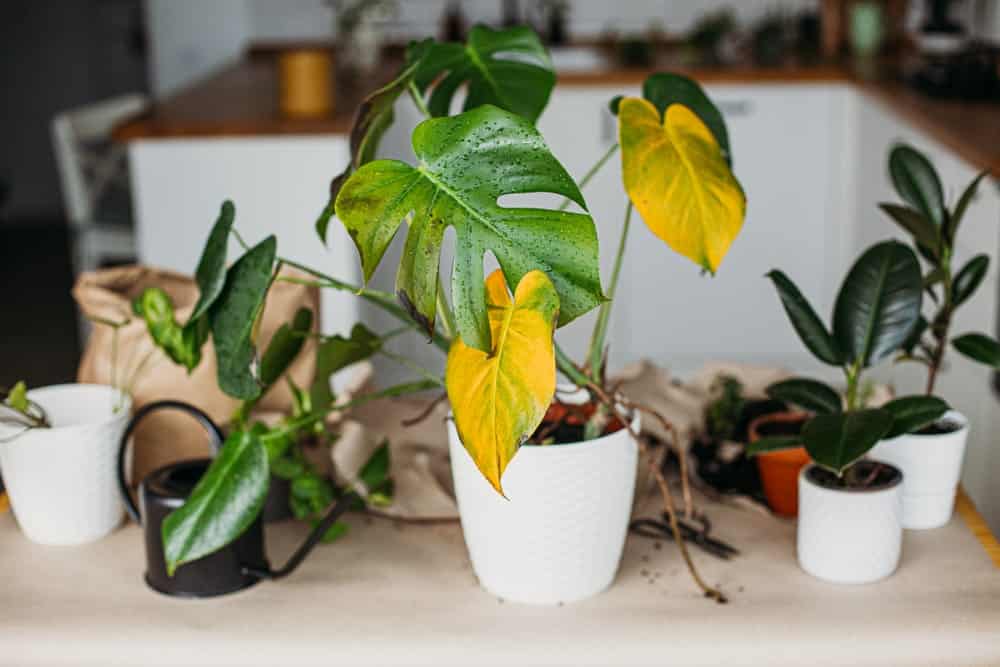 yellow Monstera leafs