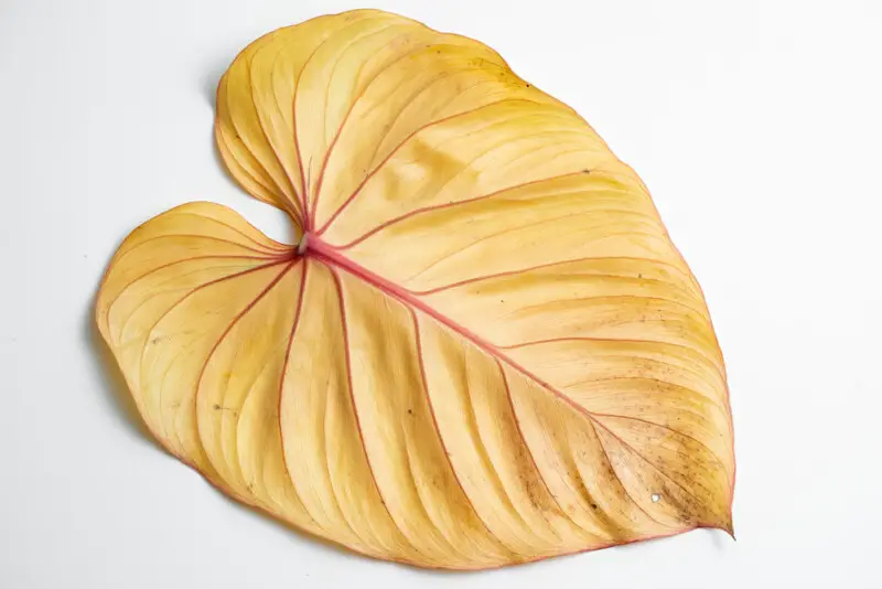 Yellow Philodendron Leaves Reasons & Treatments