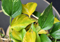 Yellow Pothos Leaves - Reasons & Treatments