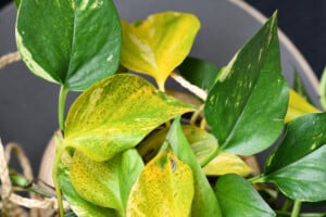 Yellow Pothos Leaves - Reasons & Treatments