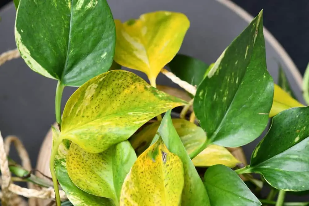 yellow Pothos