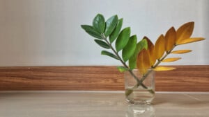 Yellow ZZ Plant Leaves - Reasons & Treatments
