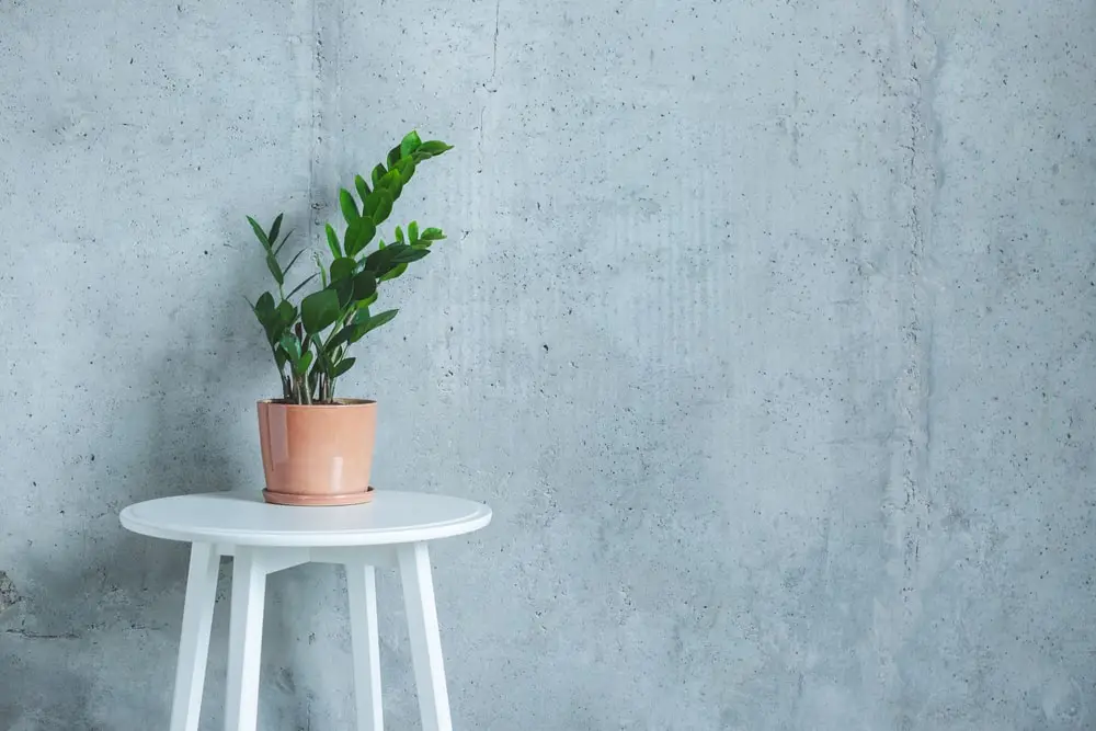 zz plant 1 zz plant 1