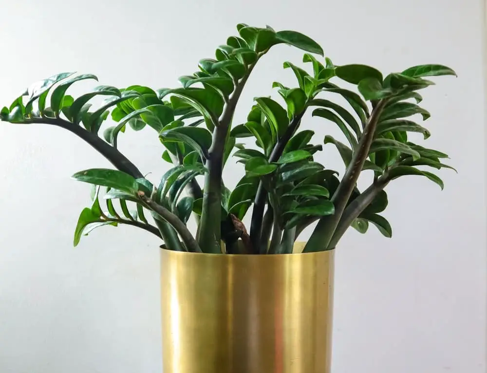 zz plant zz plant