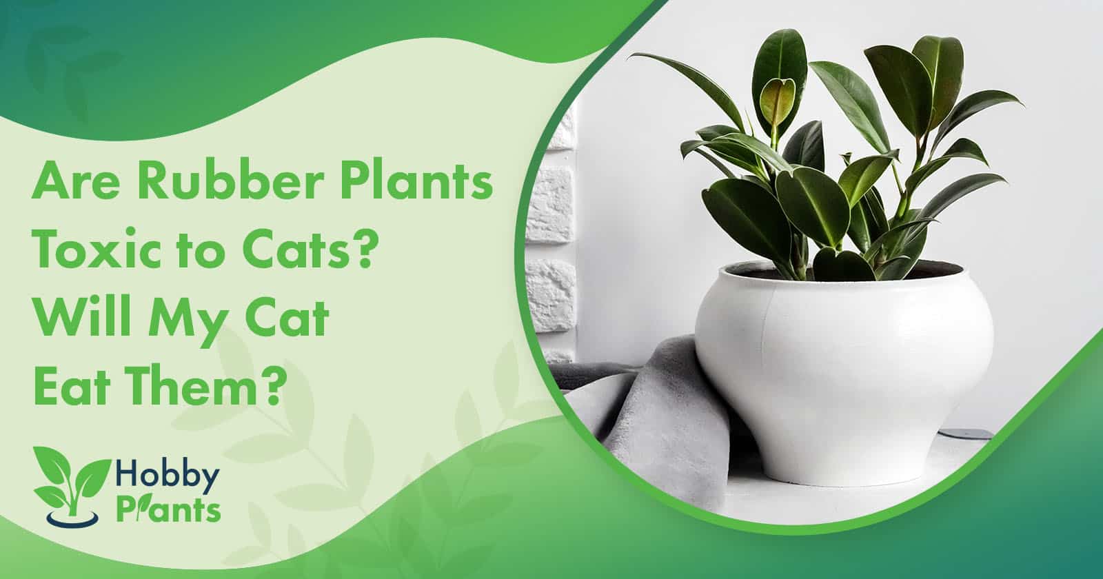 are rubber plants toxic to cats