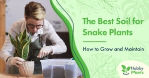 The Best Soil for Snake Plants - How to Grow and Maintain