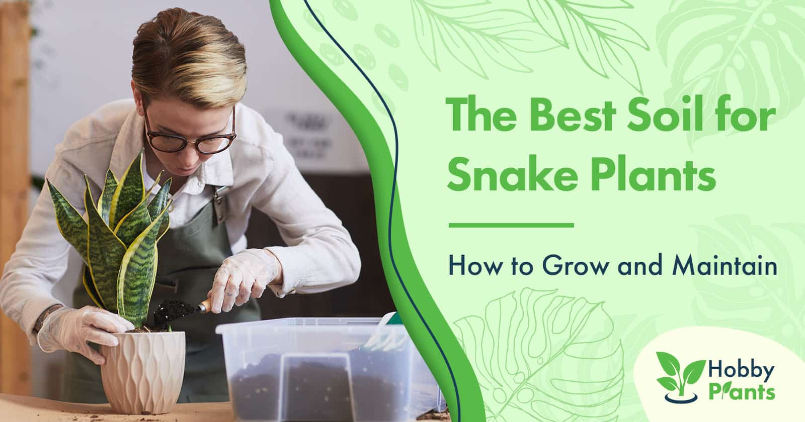 best soil for snake plant