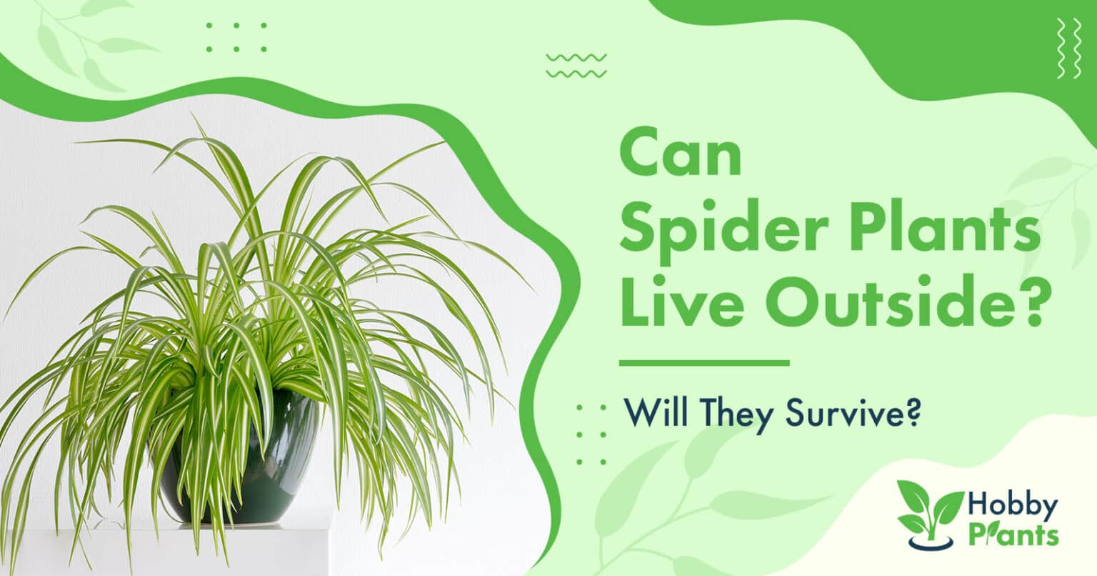 Spider Plant (Chlorophytum) Care & Growing Guide