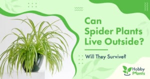 Can Spider Plants Live Outside? Will They Survive?