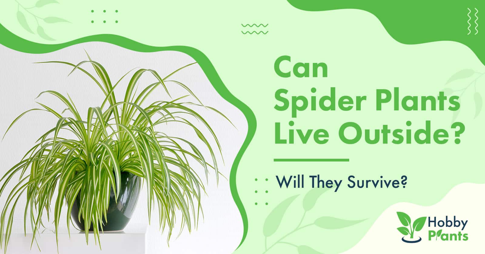 can spider plants live outside