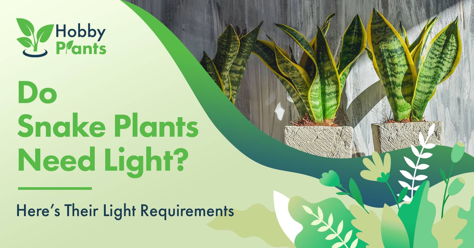 do snake plants need light