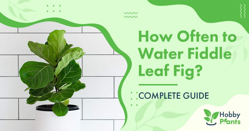 how often to water fiddle leaf fig